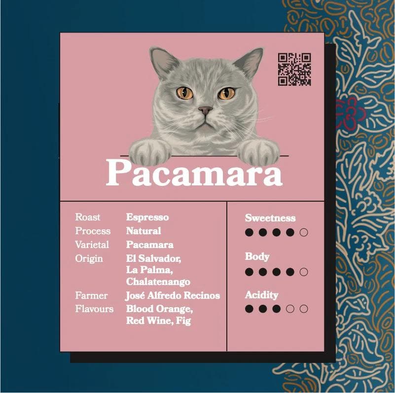 Image of Pacamara