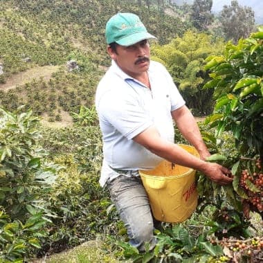 Image of Faver Emir Ninco