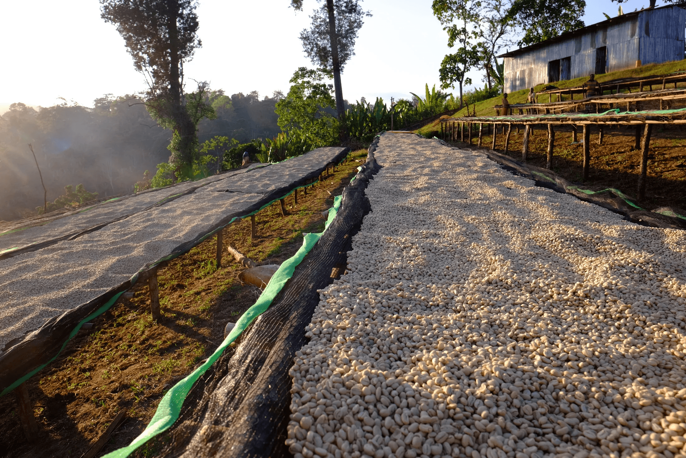 Image of Espresso - Ethiopie - Uraga Carbo