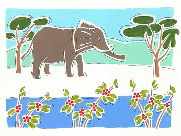 Image of Ethiopian Danche Natural