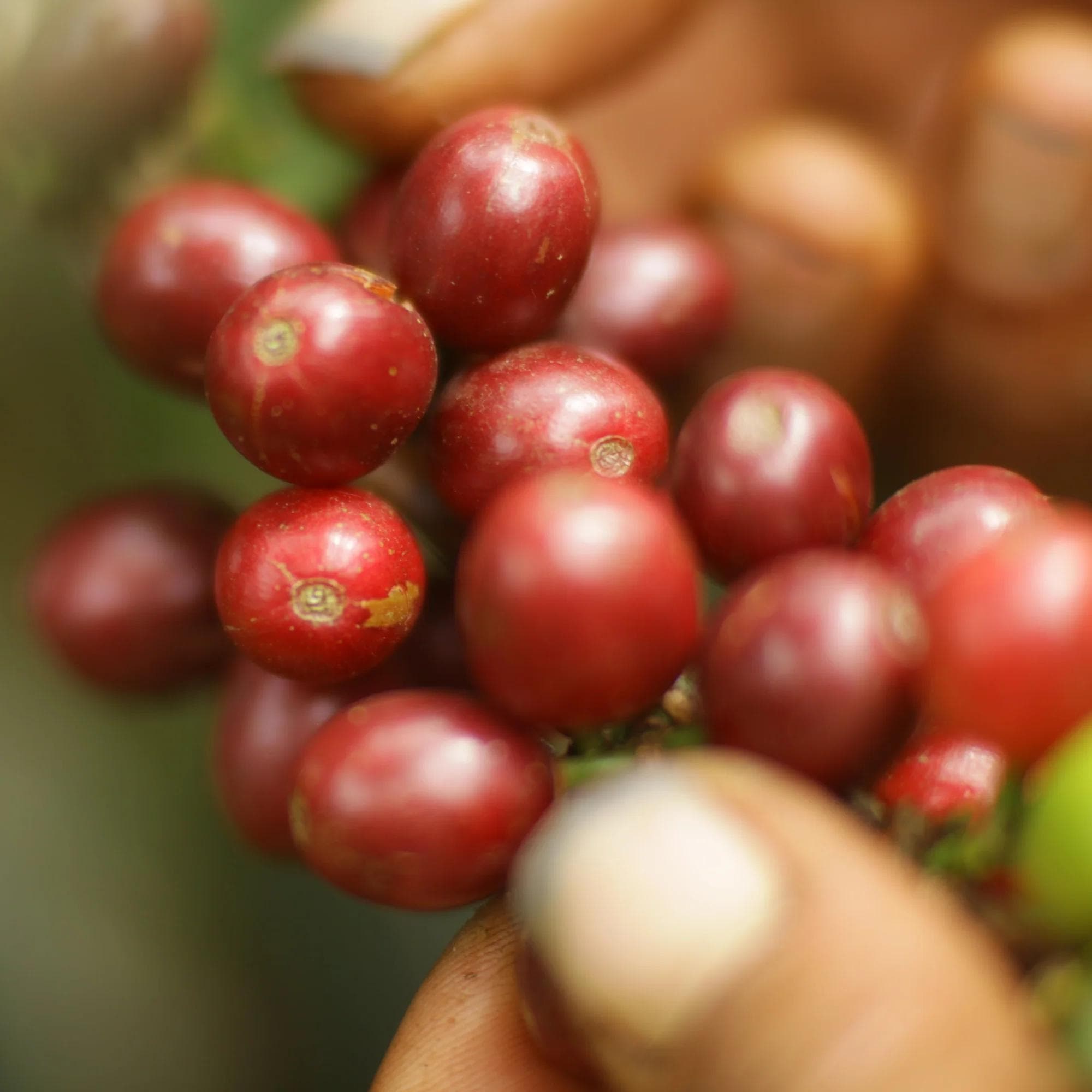 Image of Gayo Sesongot - Anaerobic Natural - Indonesia - 2024