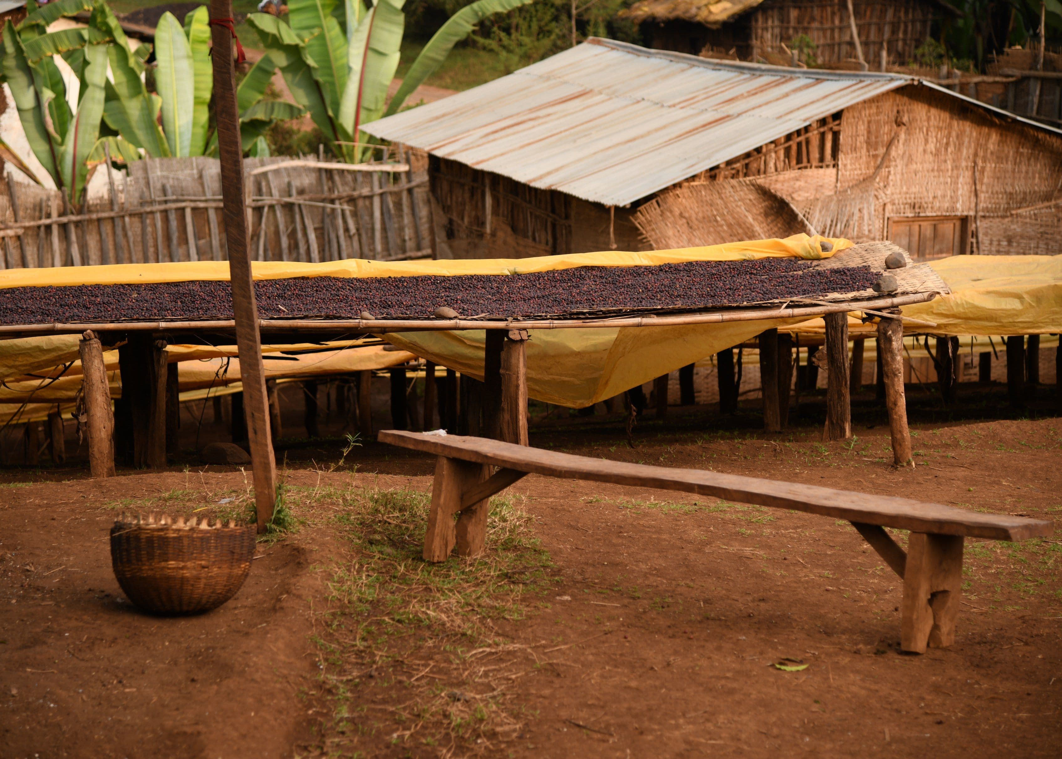 Image of Ethiopia Jabanto Producers Carbonic Maceration