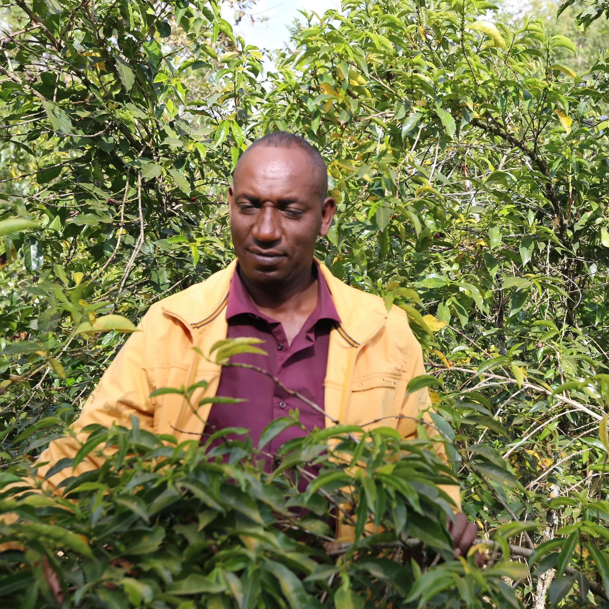 Image of Solomon Hameso - Natural - Ethiopia - 2024