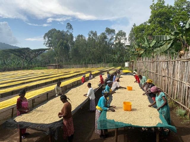 Image of Ethiopia Girma Sintayehu