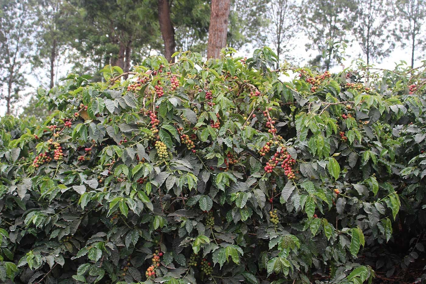 Image of Kenya Kiboi