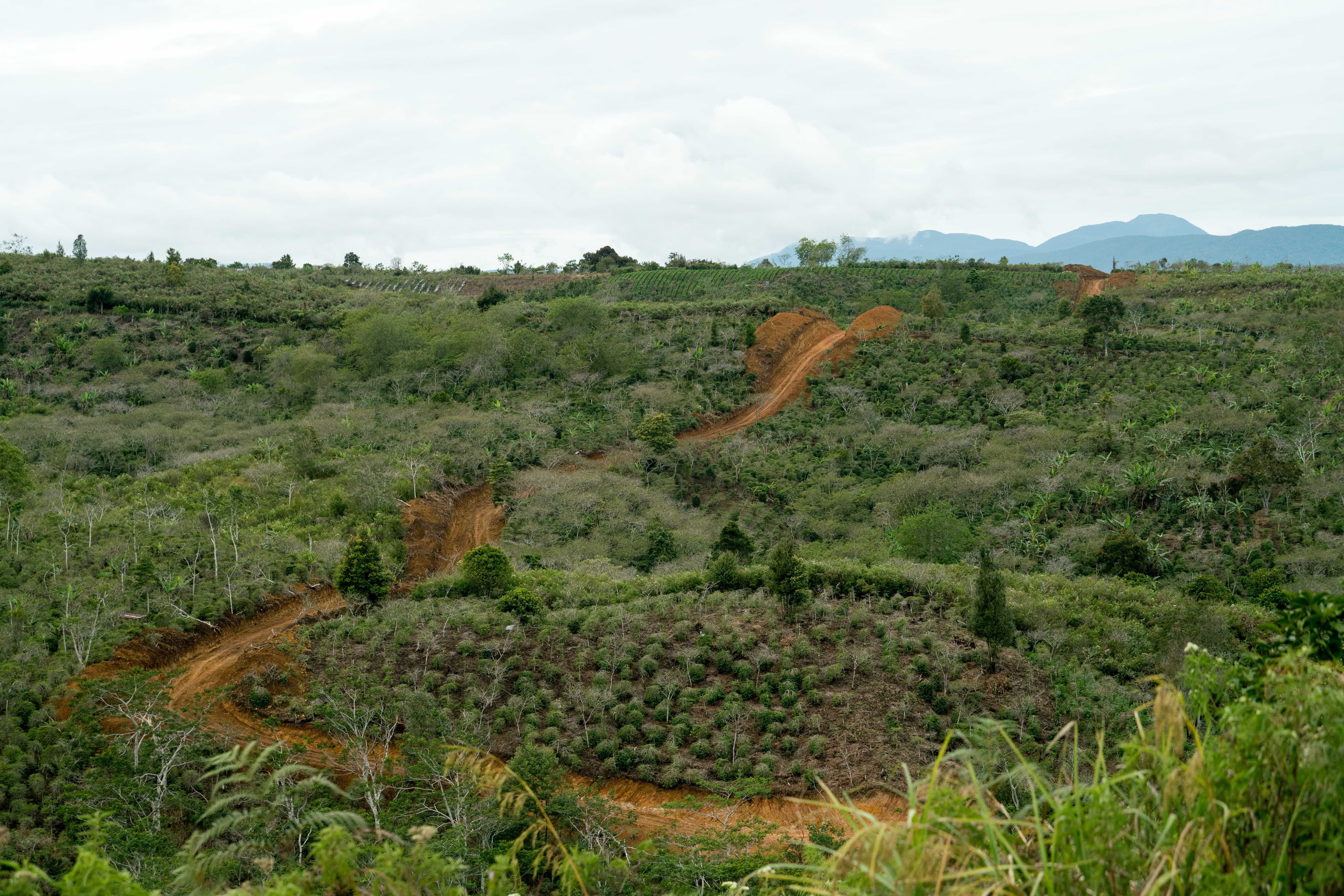 Image of Indonesia Asman Gayo Mill
