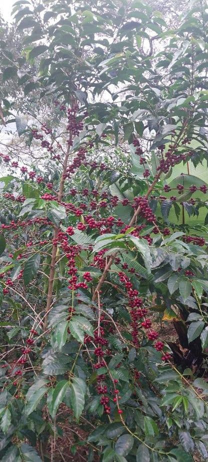Image of Washed Halo Beriti Ethiopia
