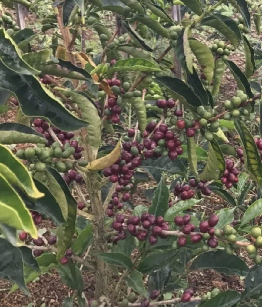 Image of Colombia Santa Monica Mandarin Carbonic Maceration