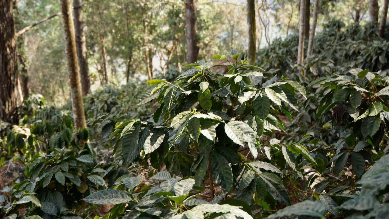 Image of Guatemala Sandy Fabiola de Leon