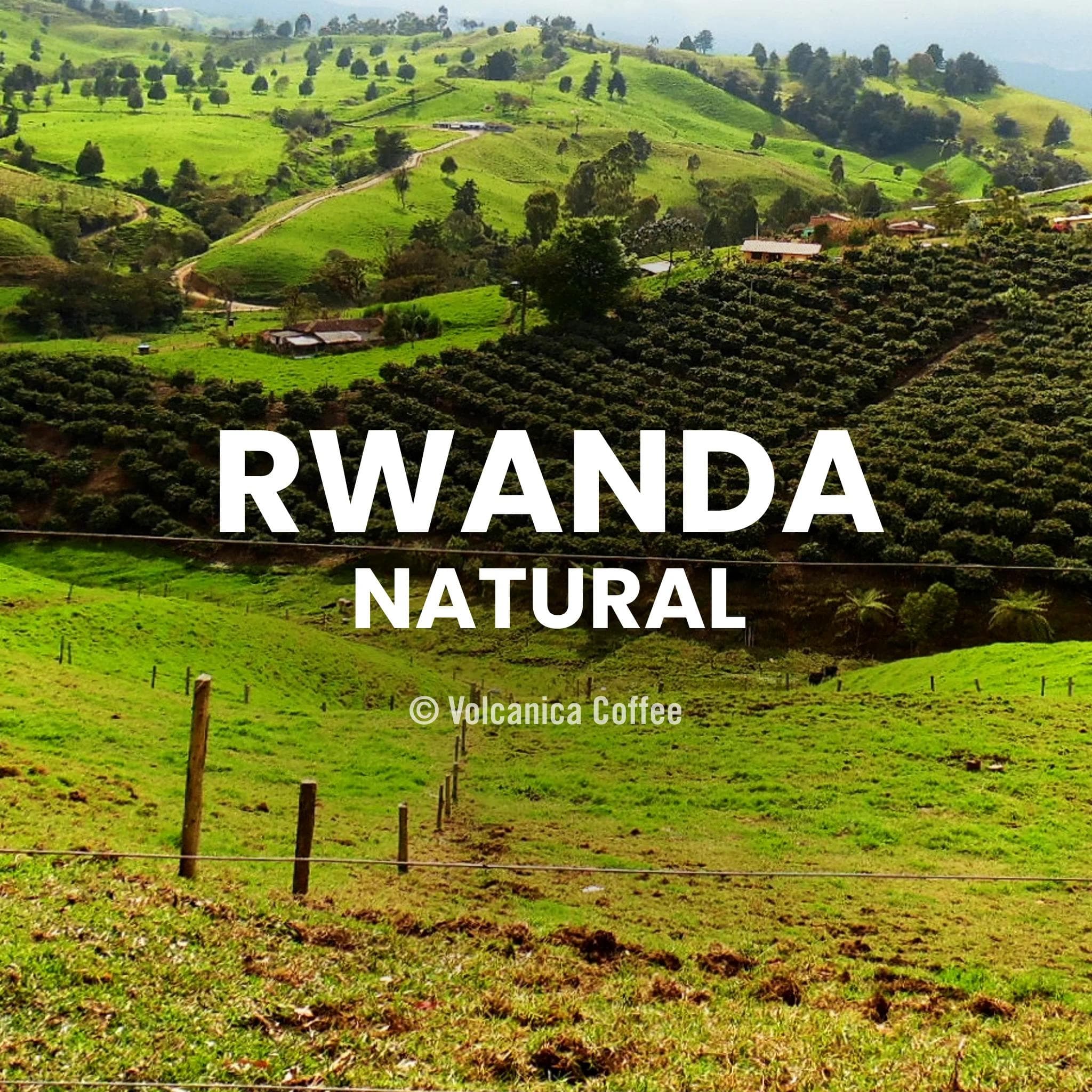 Image of Rwanda Natural Coffee