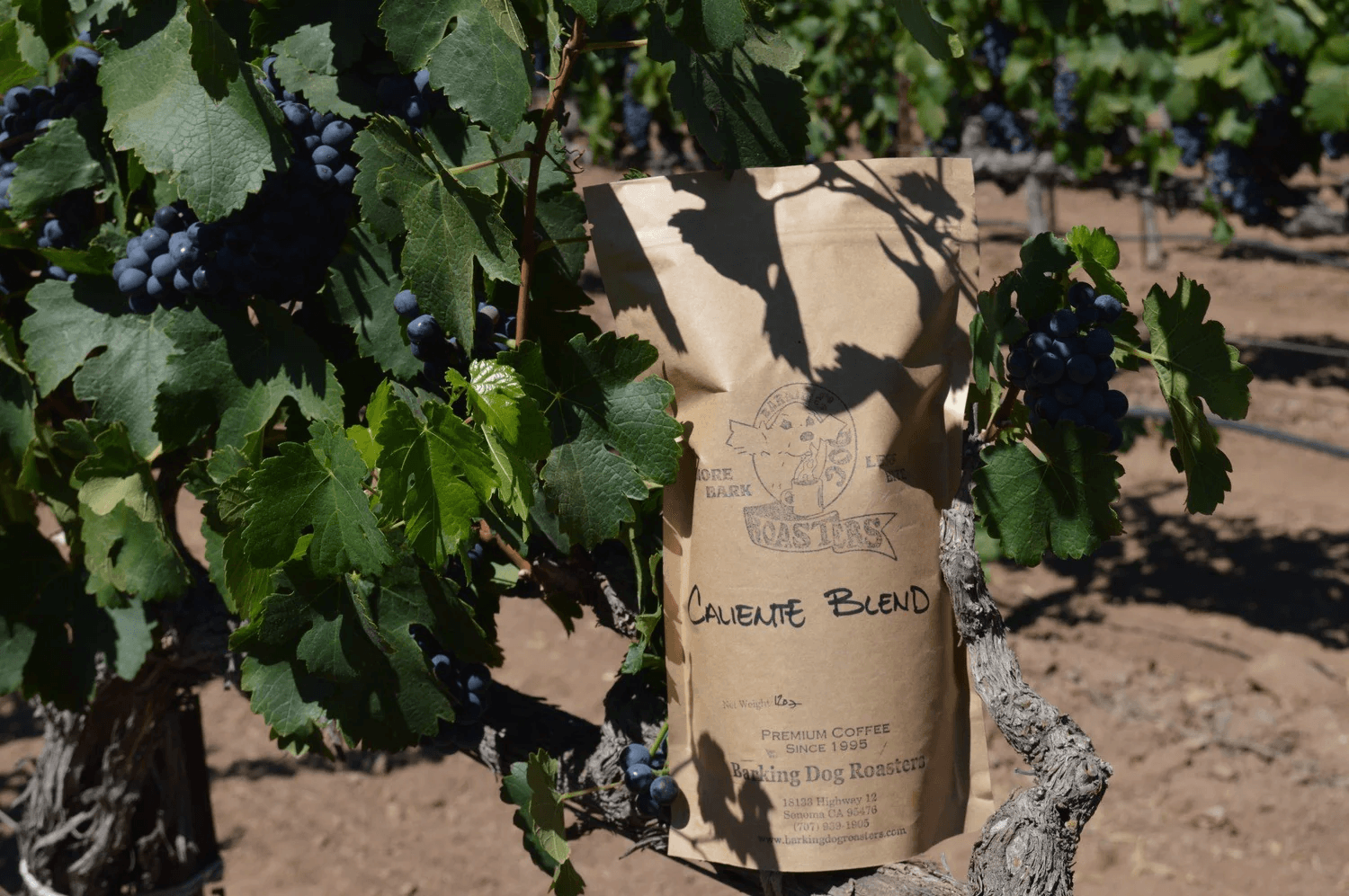 Image of Caliente Blend