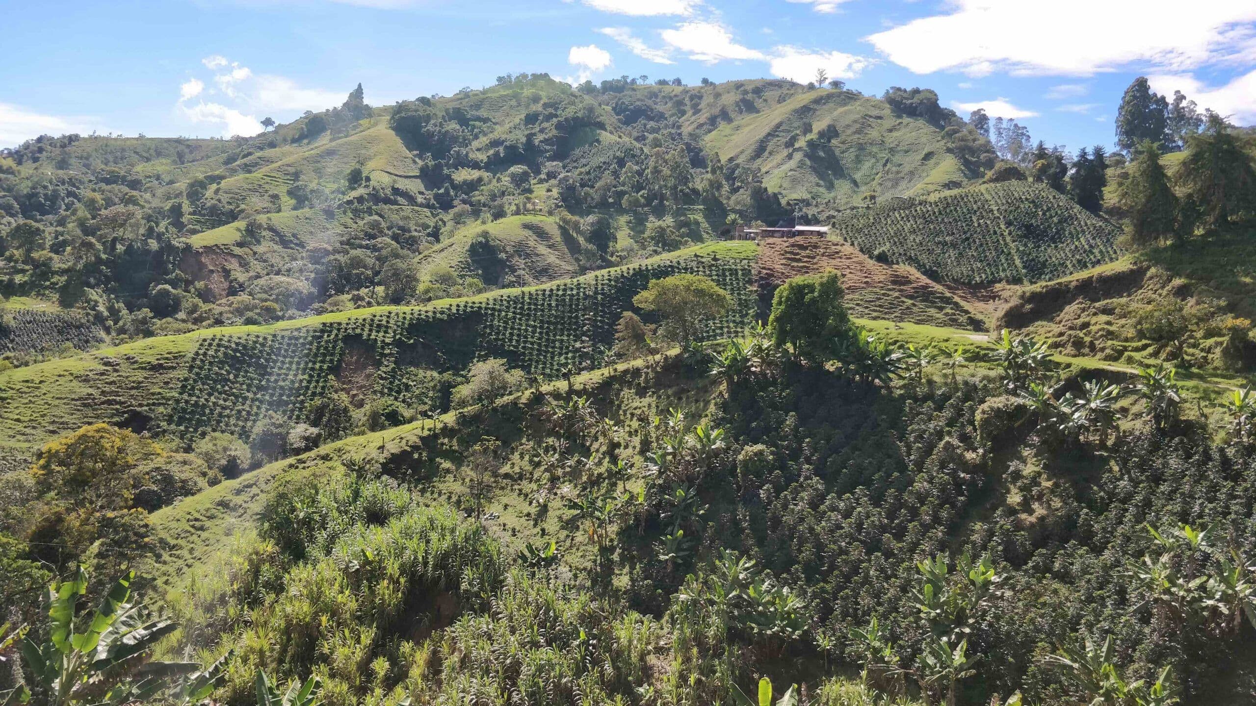 Image of Colombia La Victoria - Cold Brew