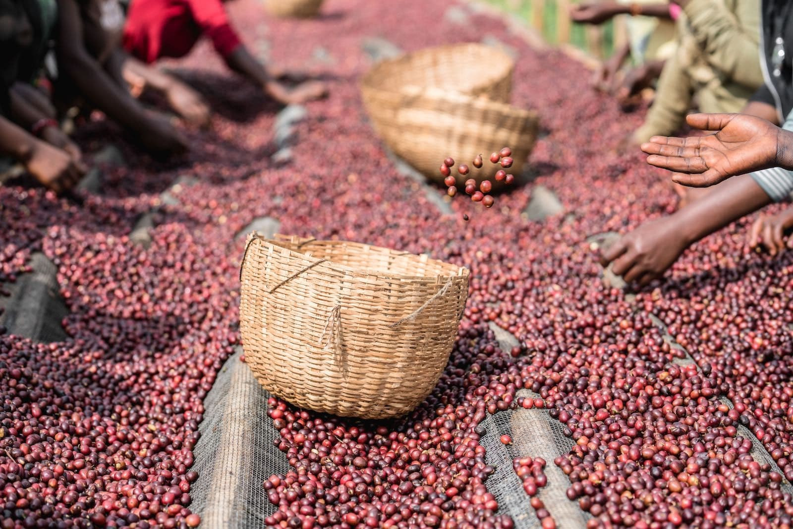 Image of Ethiopia Aricha  Anaerobic Natural