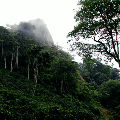 Image of Nicaragua La Bastilla Geisha
