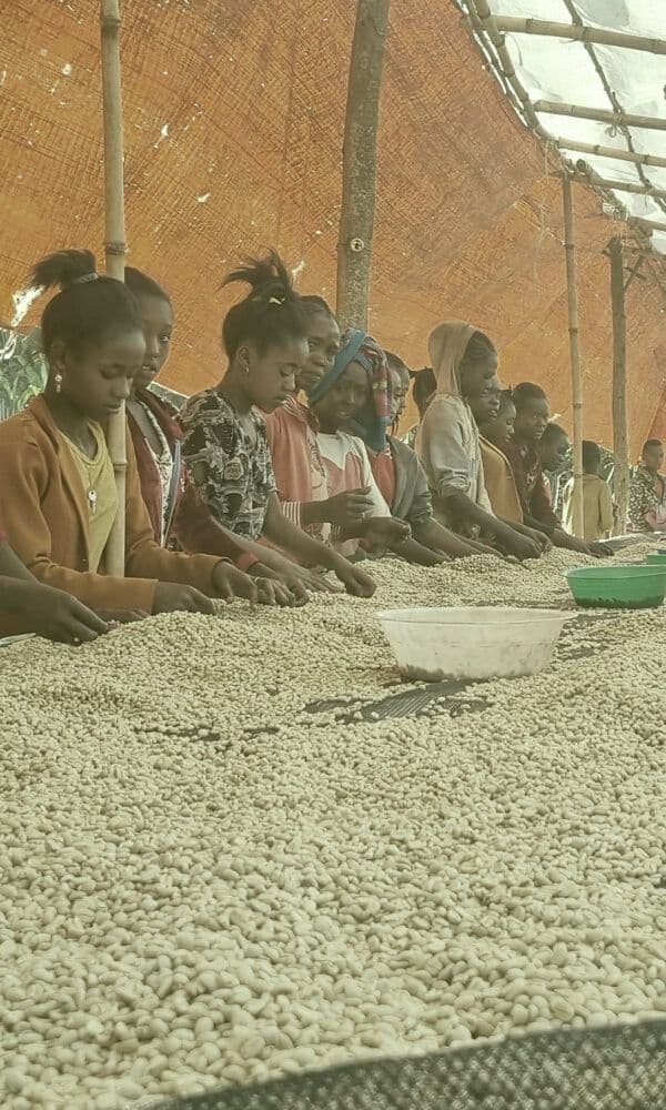 Image of Chelbesa Kurume