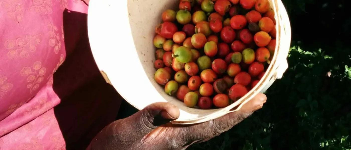 Image of Kenya Gichugu