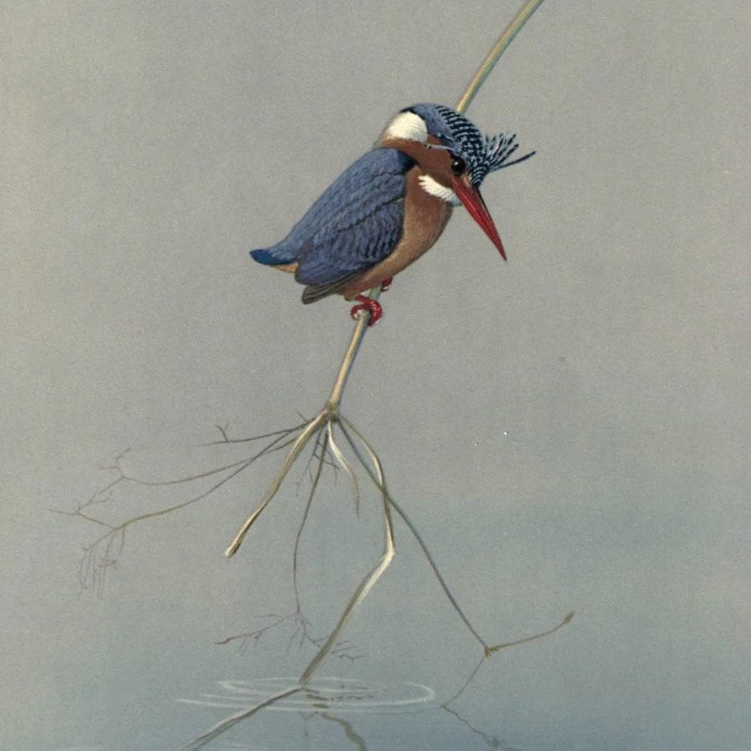 Image of Ethiopia Kokose Natural