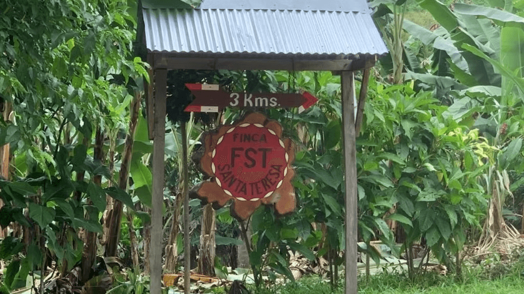 Image of FST Summer Caturra 