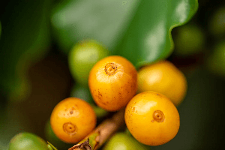 Image of Tumbaga Decaf