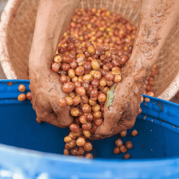 Image of Indonesia Java Frinsa Estate