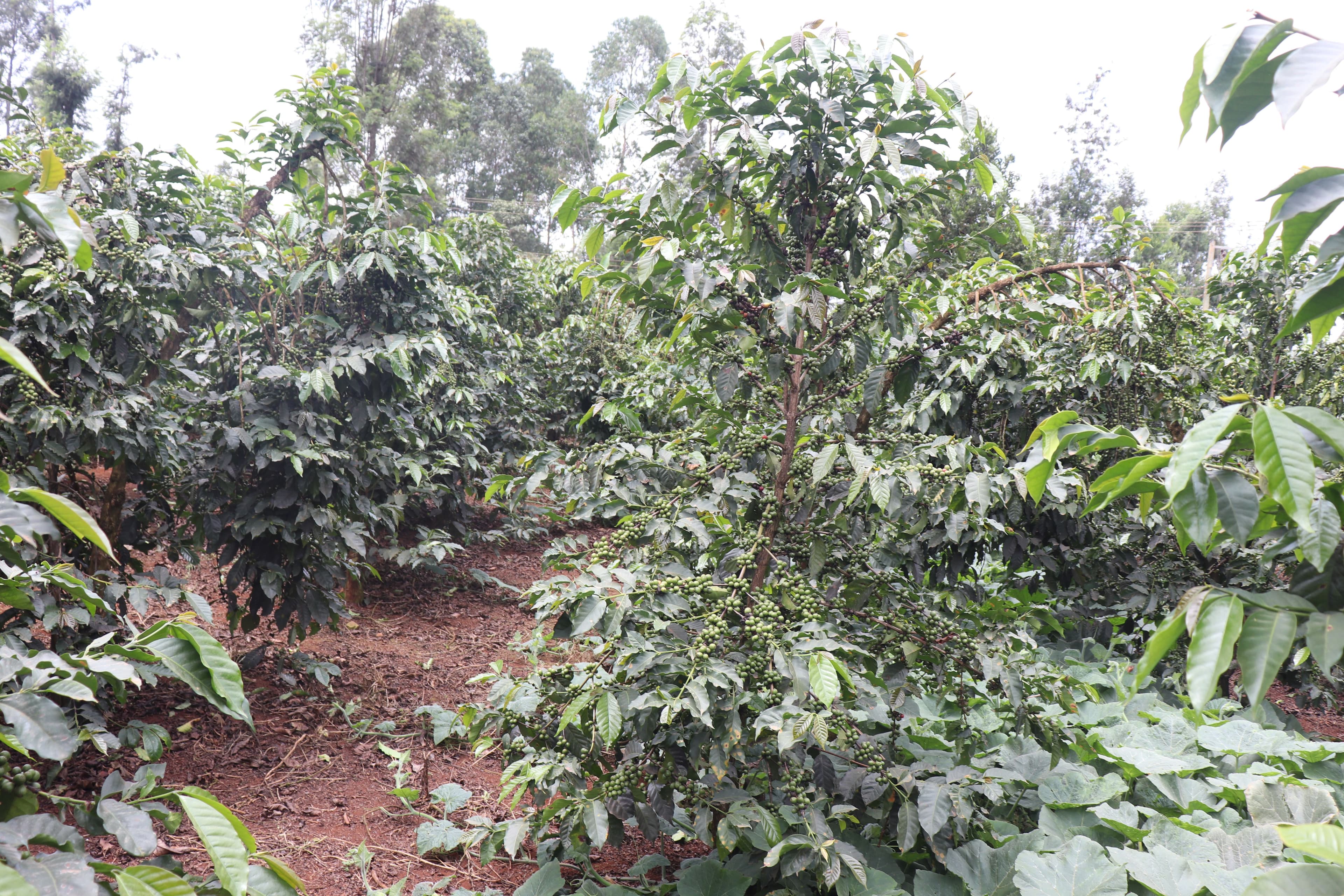 Image of Kenya Karimikui