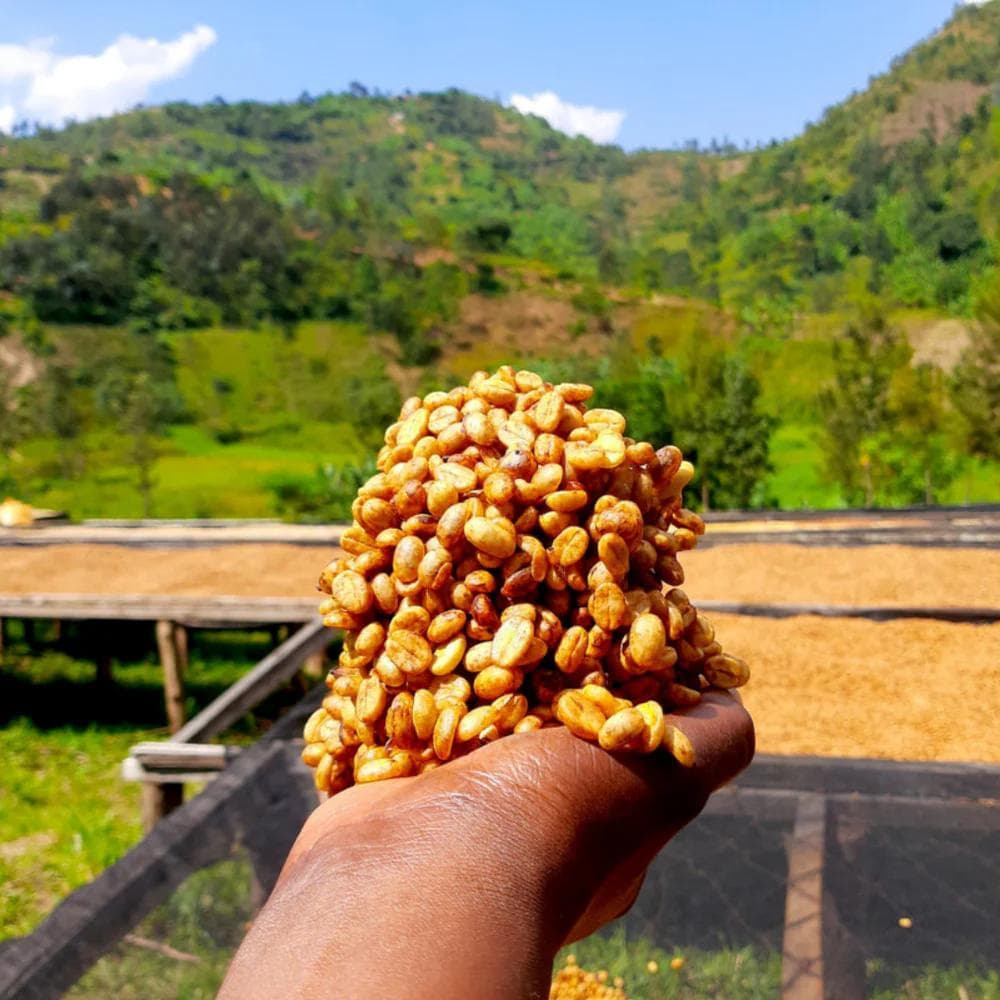 Image of Ethiopia - Duwencho G/H/D Buna Amrach 