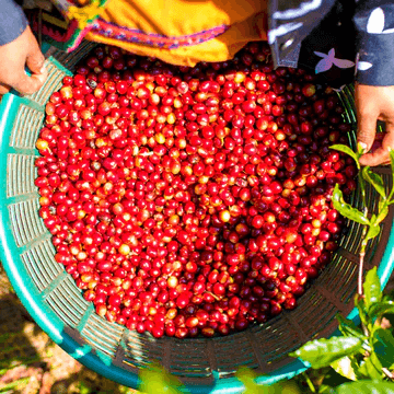 Image of Panama Auromar Geisha