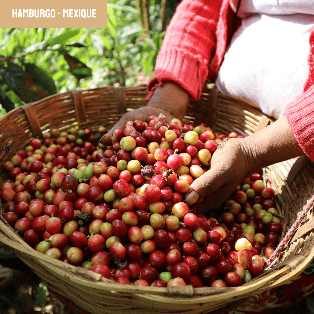 Image of Hamburgo Mexico