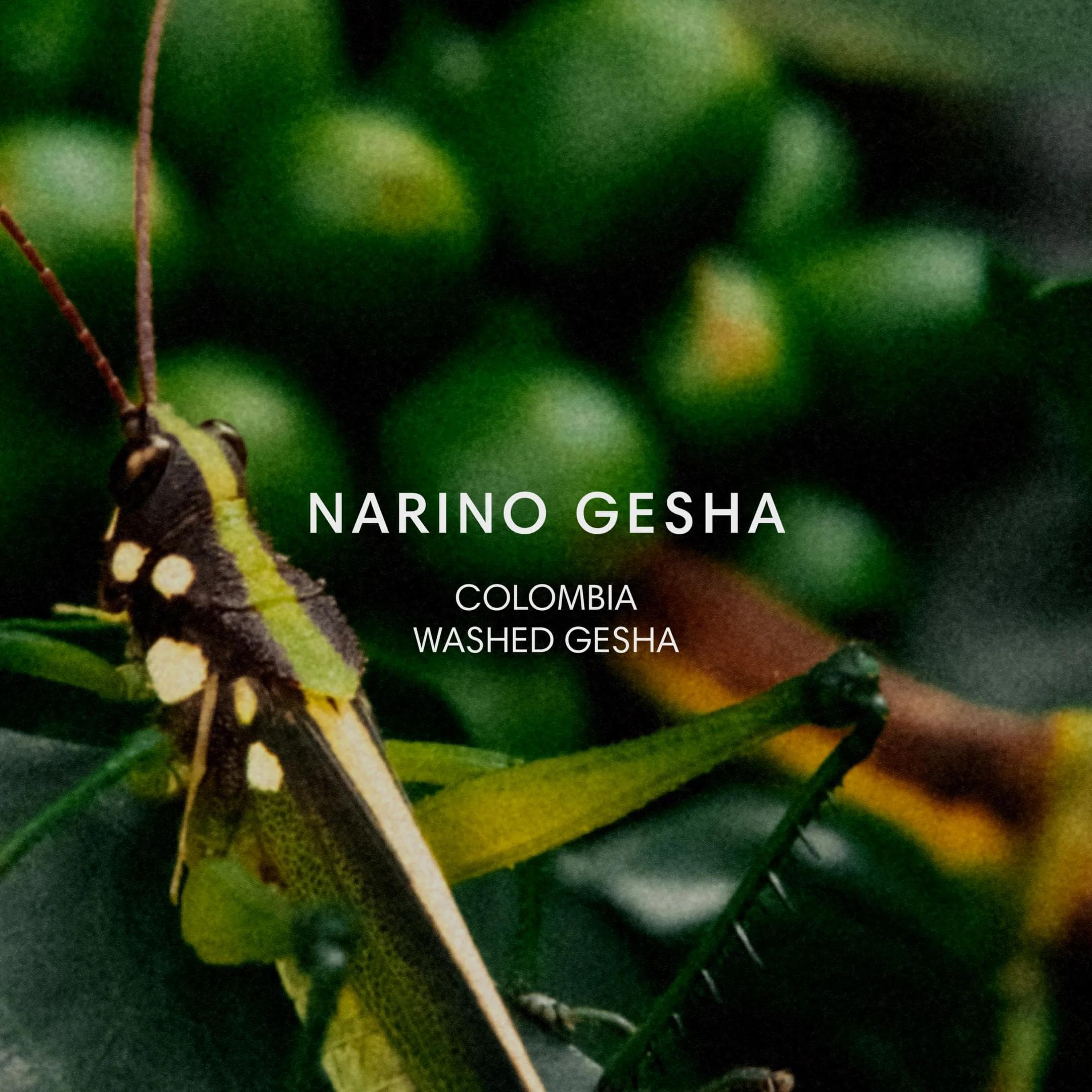 Image of Narino Gesha