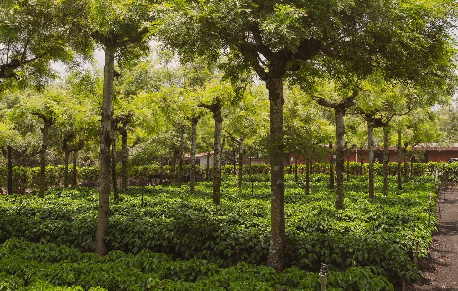 Image of Finca Santa Catalina