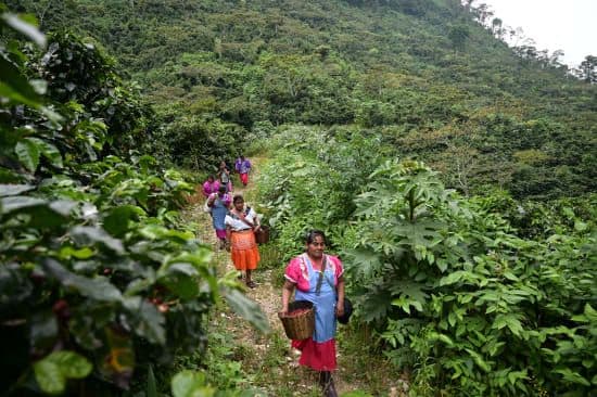 Image of Mexico Finca San Juan Del Vesubio