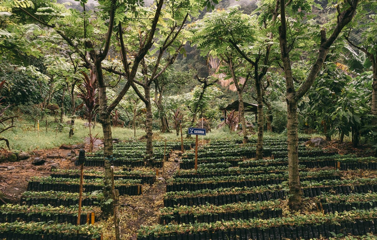Image of Finca La Bolsa