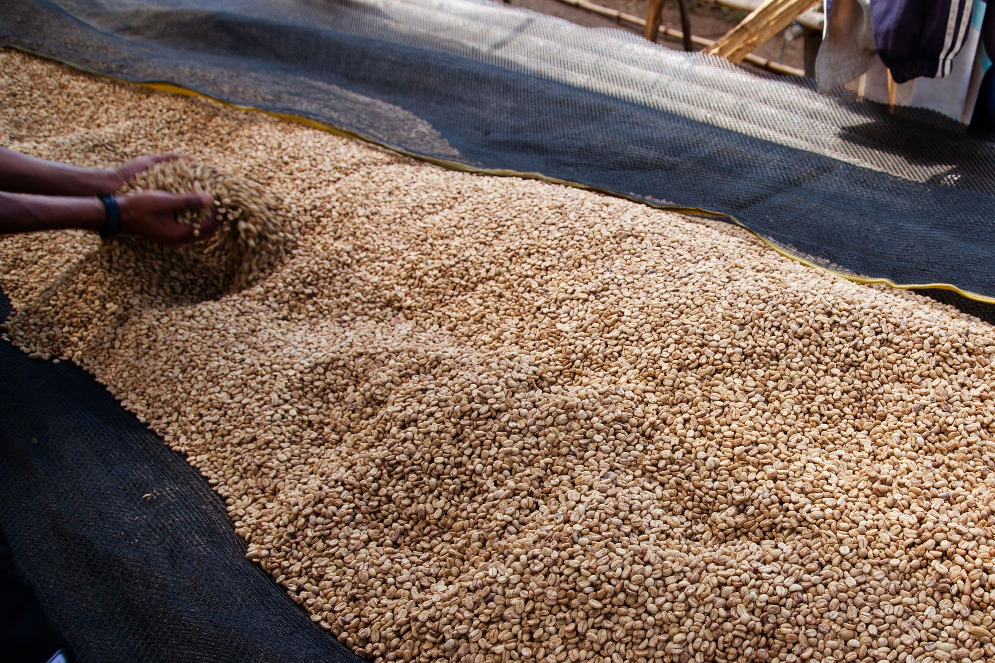 Image of Ethiopia Duwancho  Washed Premium