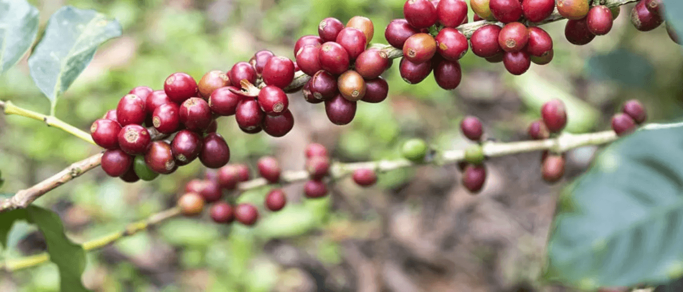 Image of Ecuador Rosa Abad