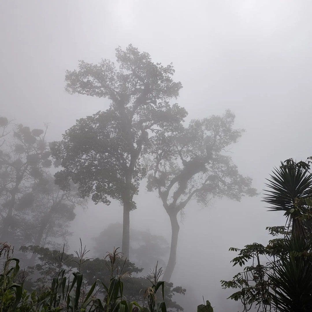 Image of Bows Coffee Roasters