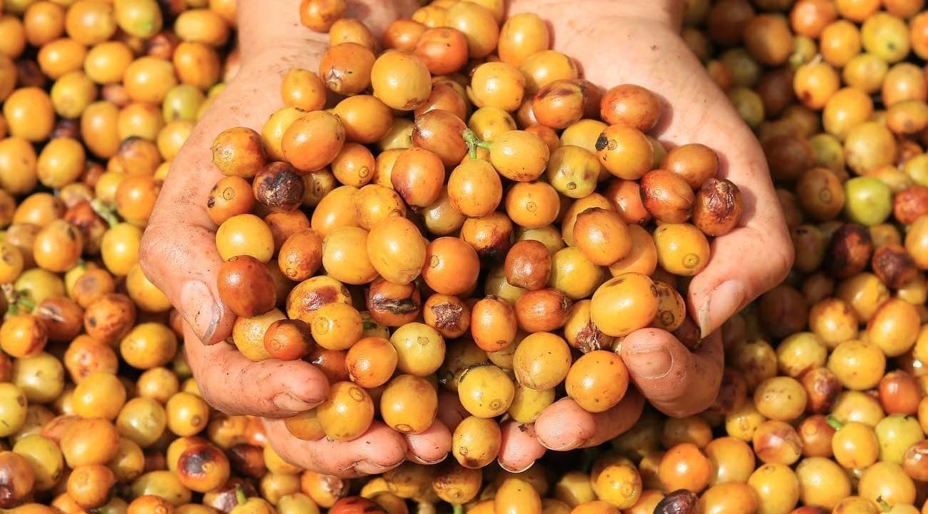 Image of CB: Brazil Eduardo And Roberta Soares Paraiso Natural