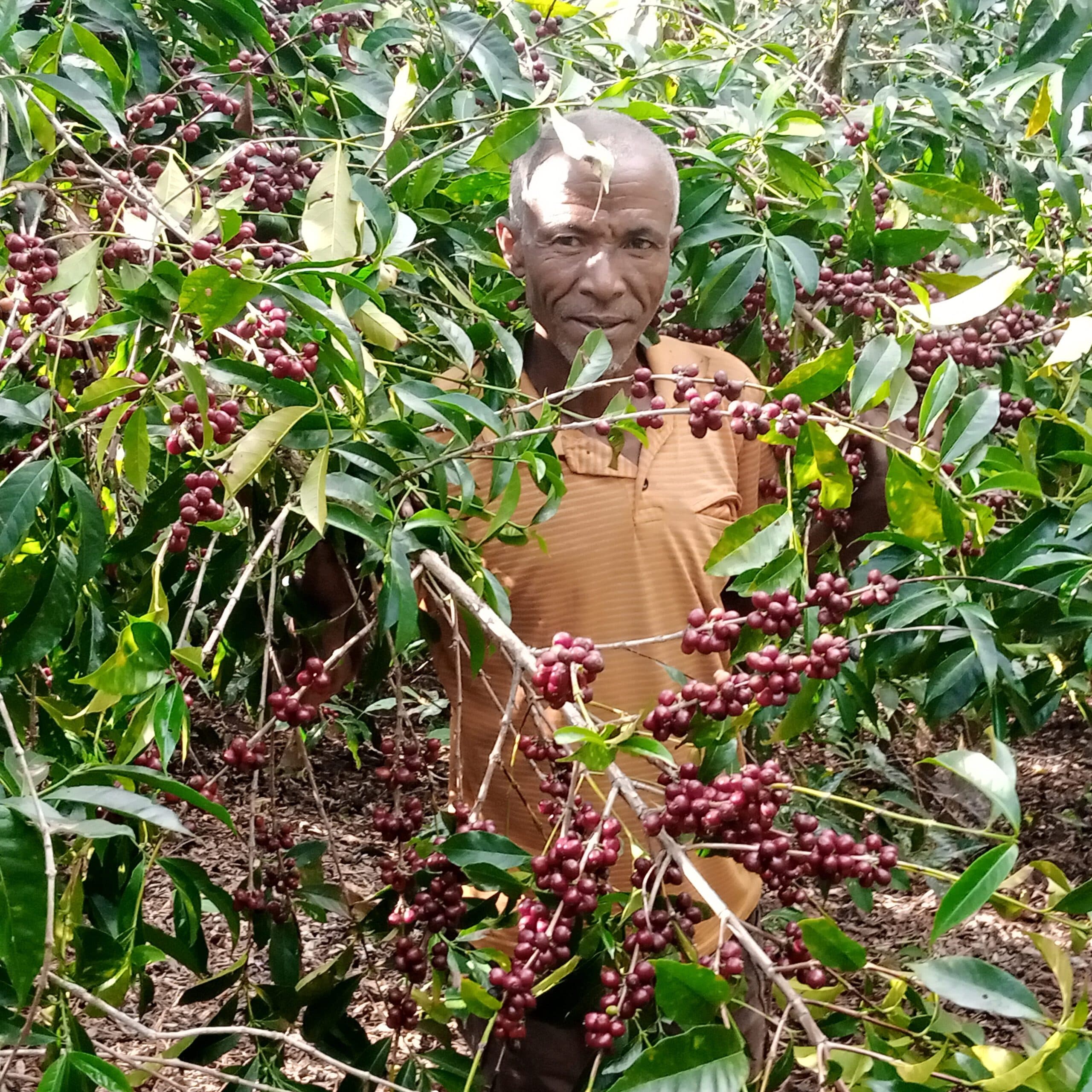 Image of Ethiopia Mengeche Derso