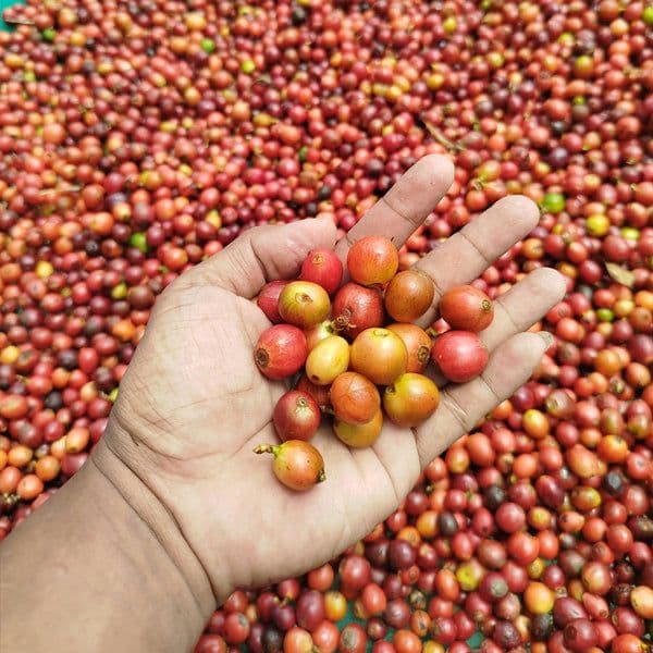 Image of Kenya Eaagads AA