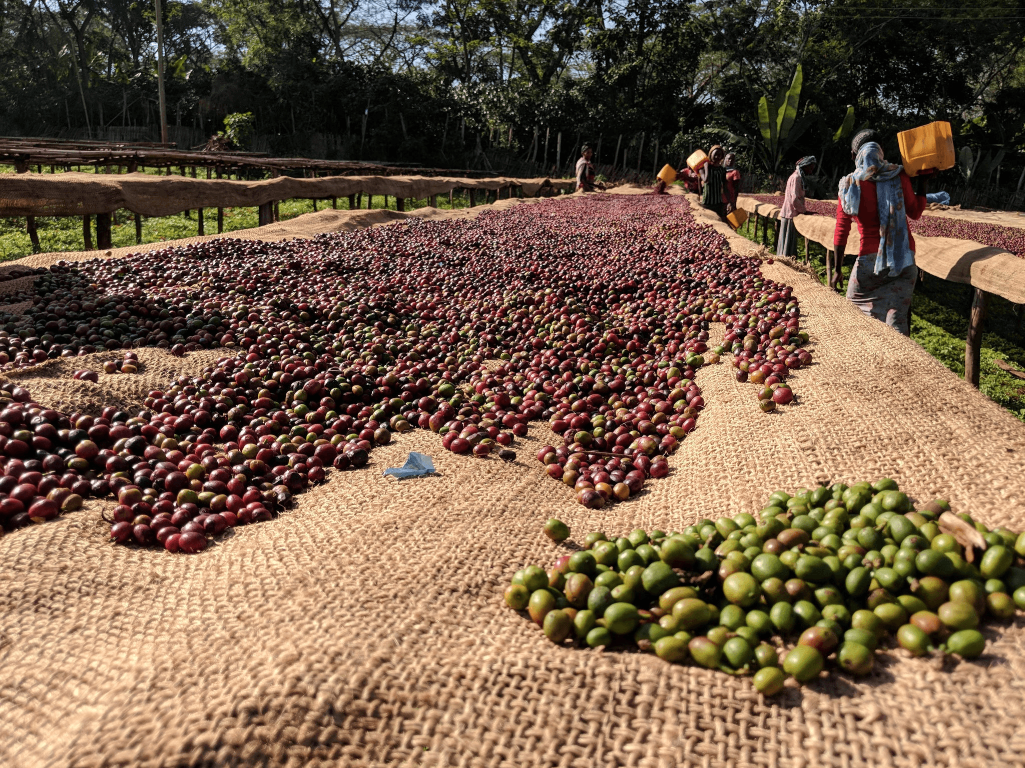 Image of Comfort Blend