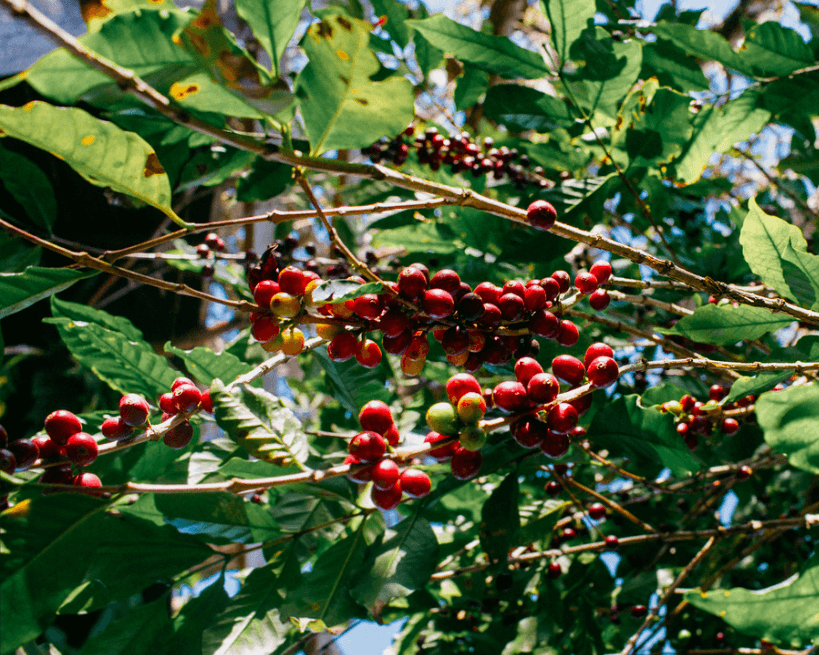 Image of Peru Demetrio Paredes
