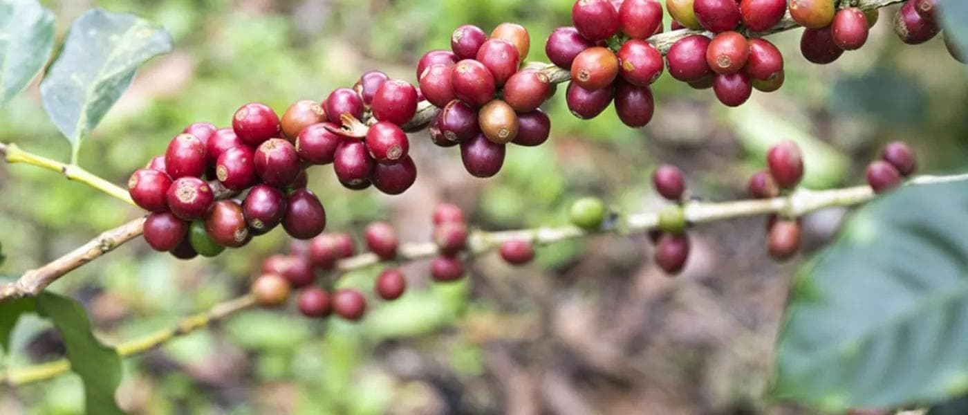 Image of El Salvador Los Amates