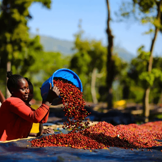 Image of Tej 4-Day Anaerobic Fermentation Daye Bensa - Shantawene Buncho