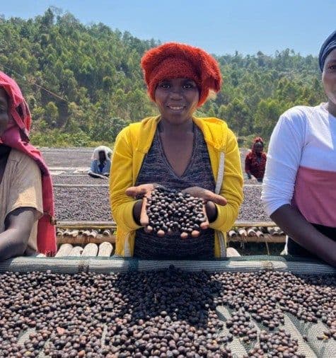 Image of Ethiopia Sidama Ayla Bombe