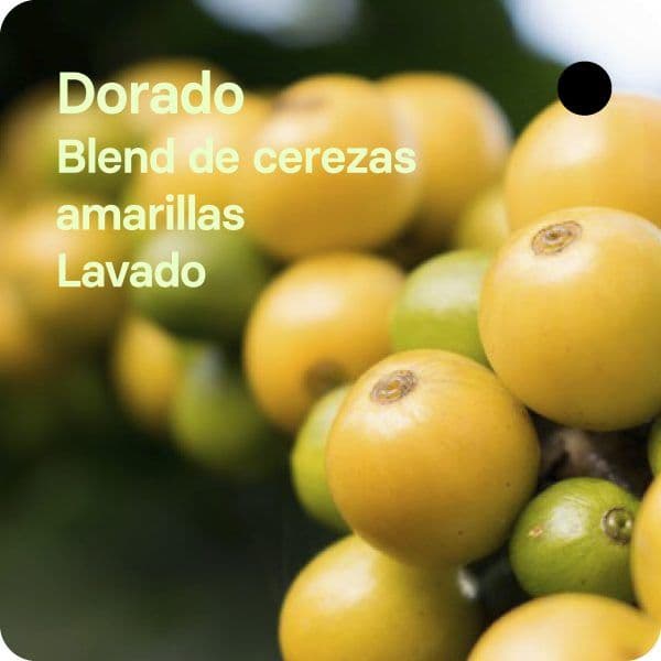 Image of Dorado - Colombia