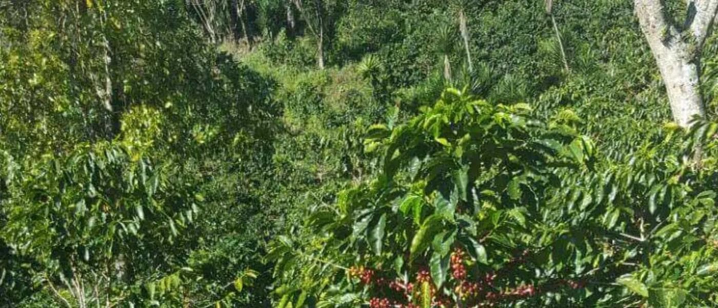 Image of Honduras Finca Genesis Coe #19