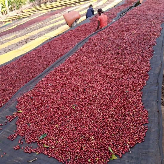 Image of Ethiopia - Mengesha Derso 