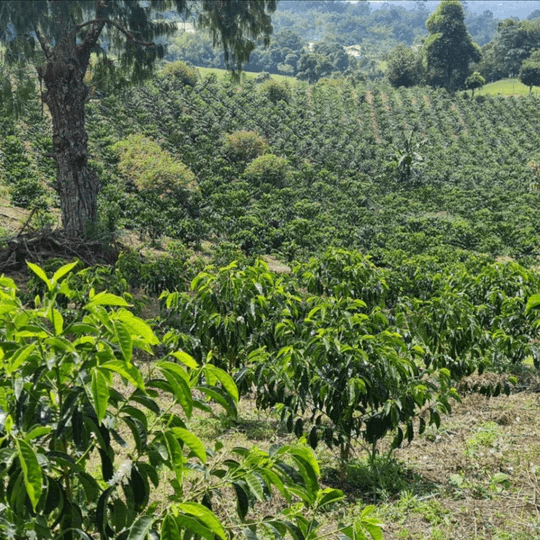 Image of Colombia Granja Paraiso 92 Castillo