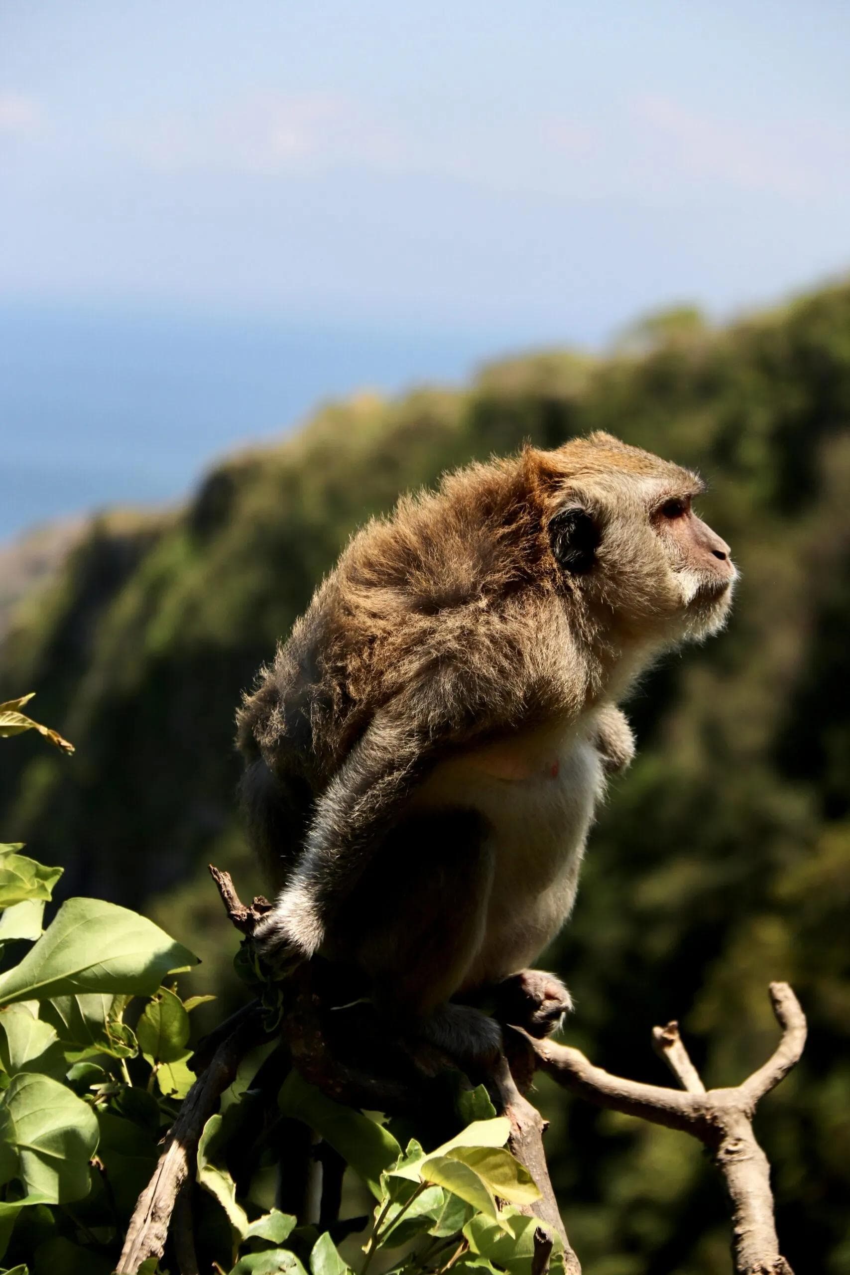 Image of Indonesia