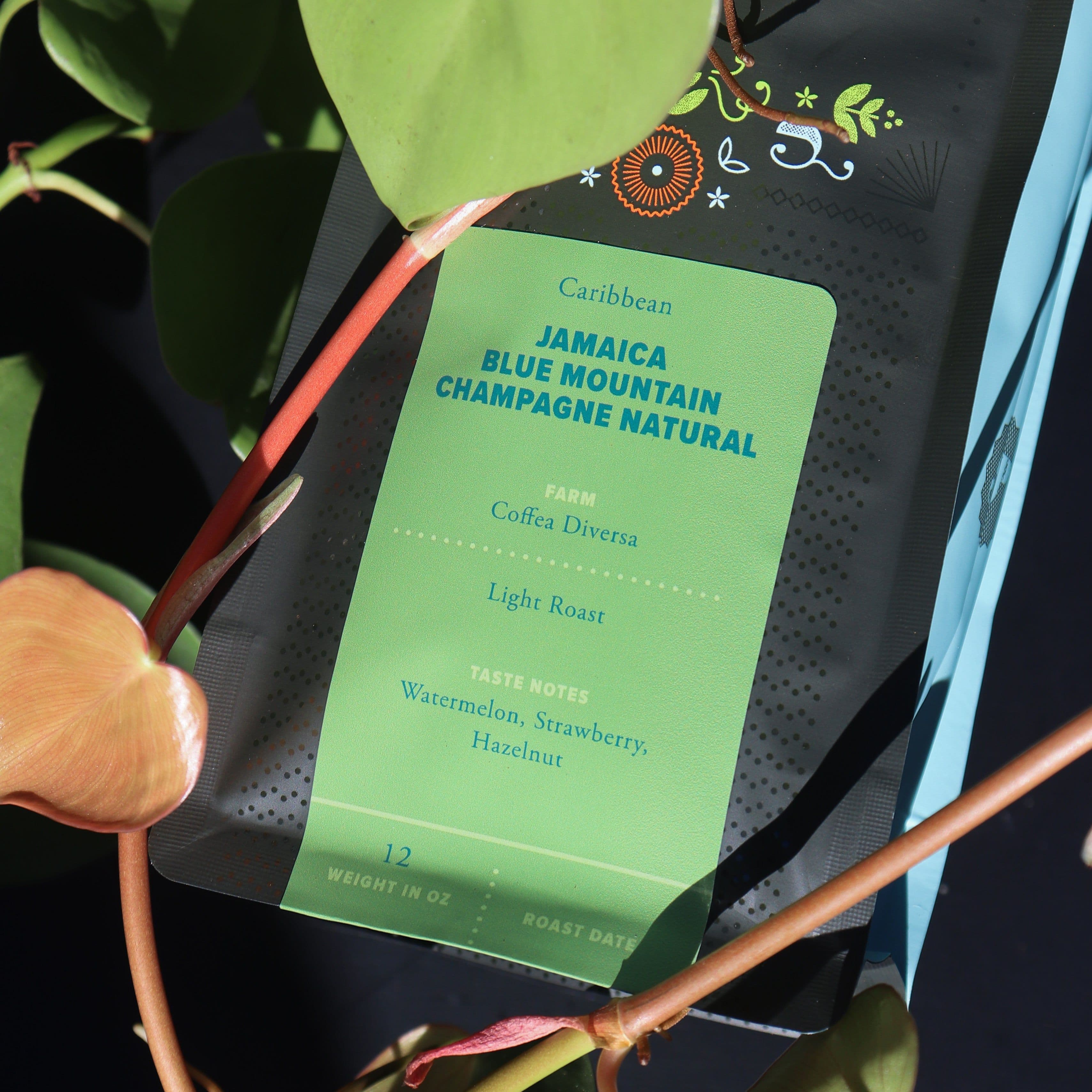 Image of Jamaica Blue Mountain Champagne Natural