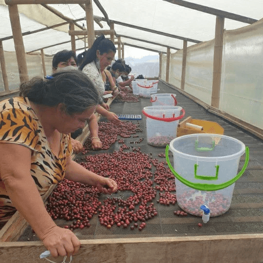 Image of Colombia Granja Paraiso 92 Java